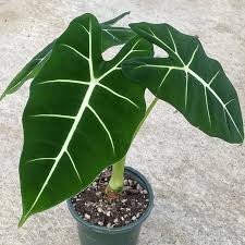 Potted plant with large green leaves on a concrete surface