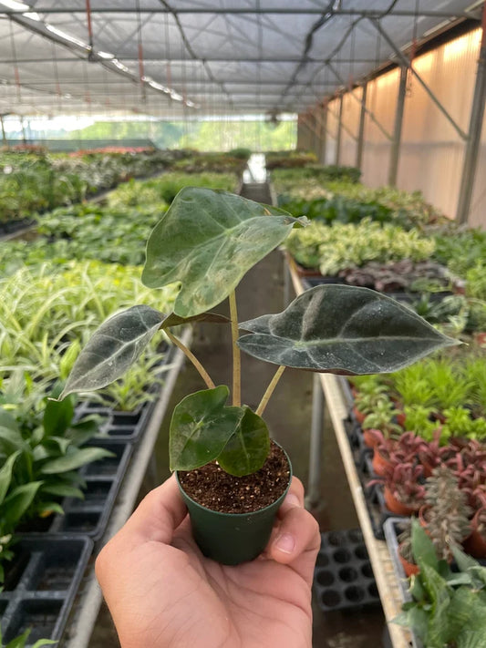 Alocasia polly african mask with dark green glossy leaves being held by a hand in a green 2” nursery pot in a greenhouse setting with other plants in the background.