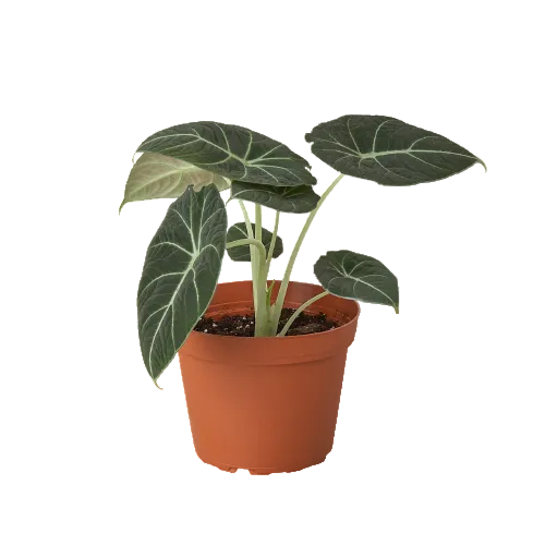Potted alocasia reginula black velvet plant with large green leaves growing in a brown pot on a white background.