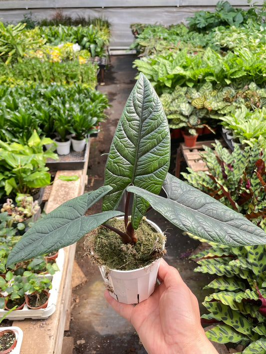 Hand holding a Alocasia scalprum plant with long deep green purple tint leaves with dark purple stems growing in a white pot in a greenhouse setting with other plants in the background.