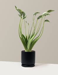 Alocasia 'Tiny Dancer'