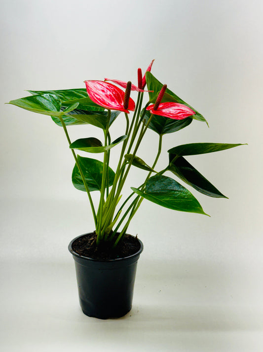 Anthurium Livium