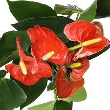 Anthurium 'Livium'
