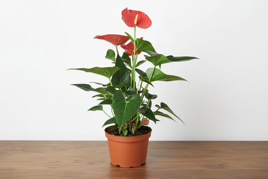 Potted plant with red flowers on a white background