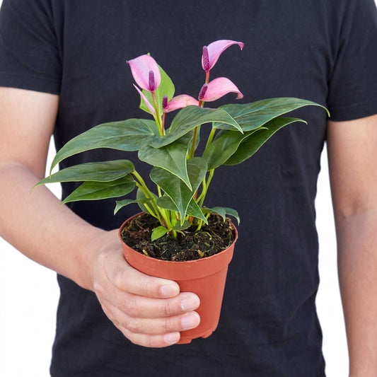 A person wearing a blue shirt holding a potted anthurium purple plant with purple flowers and heart shaped green leaves in a brown pot.