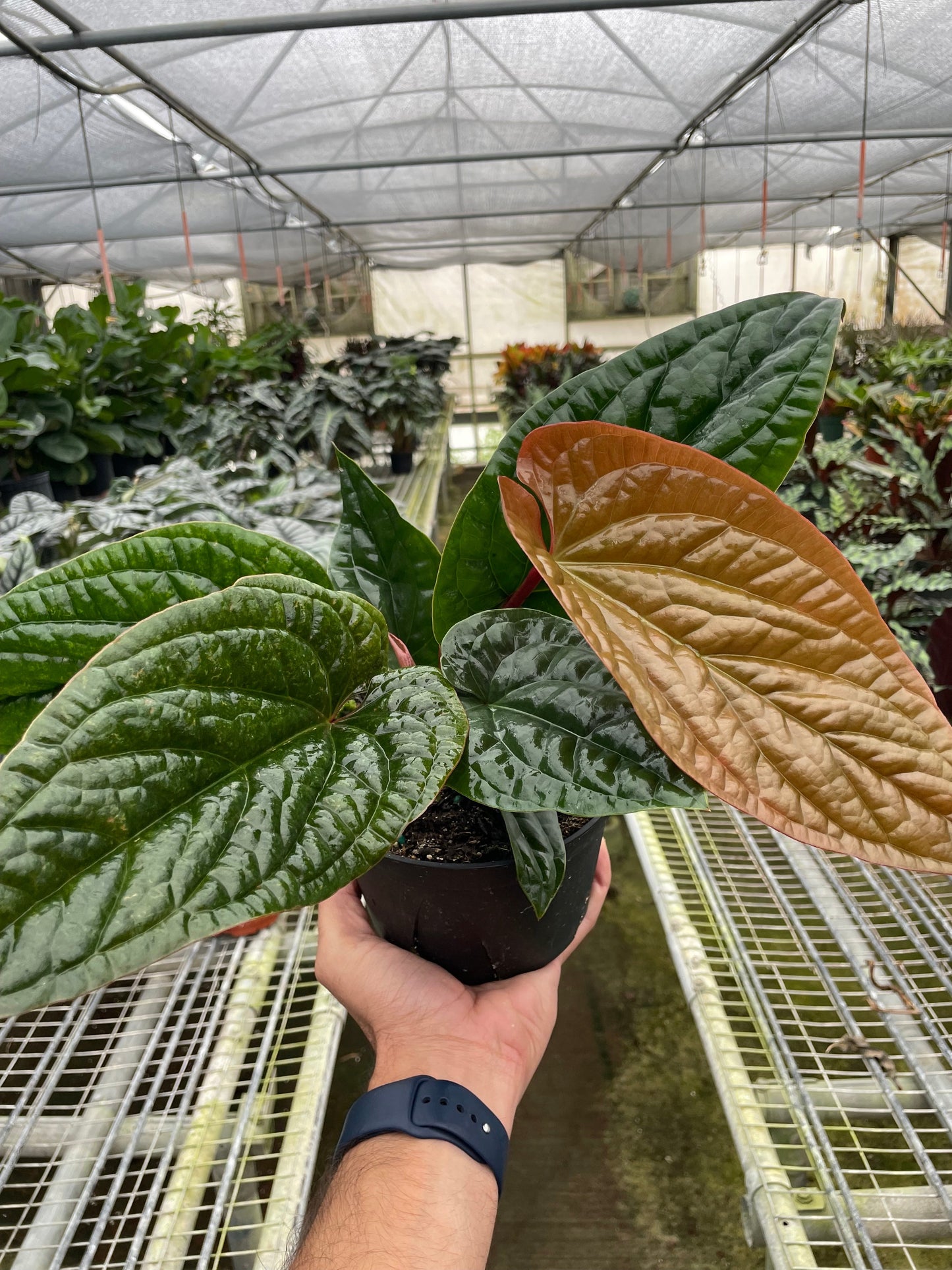 Hand holding a potted plant with a greenhouse in the background