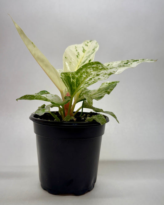 A variegated Anthurium 'Variegated Hookeri' houseplant with green and cream leaves in a black plastic nursery pot, photographed against a plain light gray studio background.