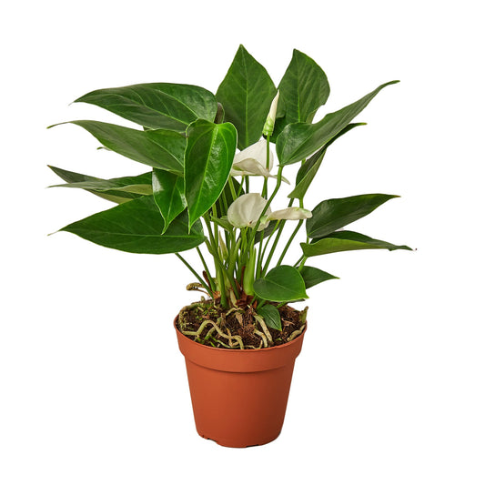 A potted white anthurium plant with green heart shaped leaves and white flowers in a brown pot.