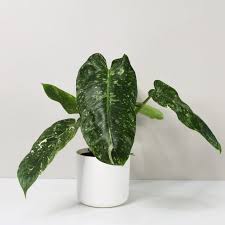 Philodendron Jose Buono