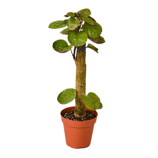 Potted Arabian fabian stump plant with small glossy green leaves growing on a thick trunk potted in a brown pot against a solid white background.