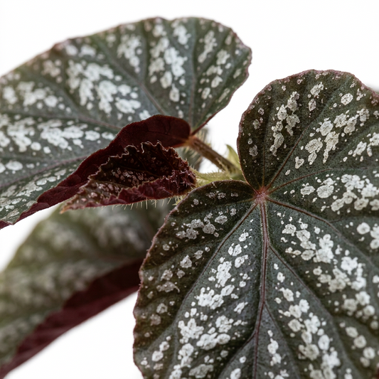 Close up of a begonia corallina houseplant with dark green leaves with white patches against a solid white background.
