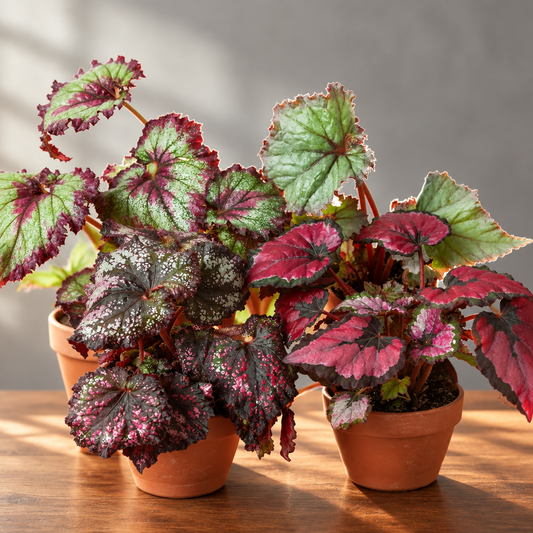 4 potted Begonia ‘Rex’ plants with variegated leaves on a brown surface and grey background with light shinning in.