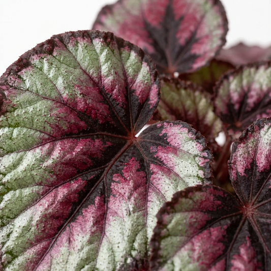 Begonia Rex plant close up with green and pinkish leaves with black edges on a white background.