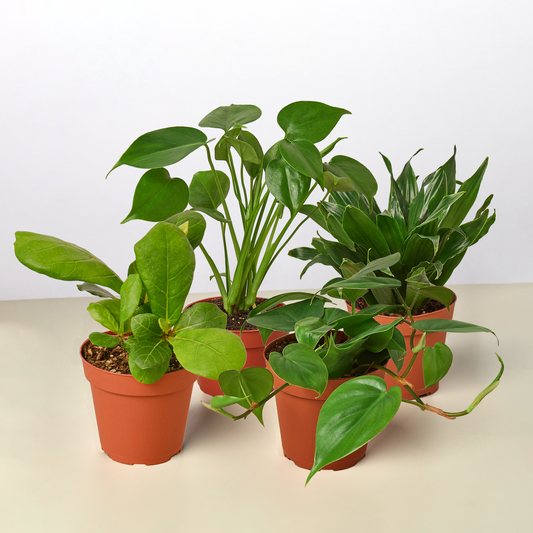 Four potted plants with green leaves in 4 inch brown pots on a beige surface with a white background.