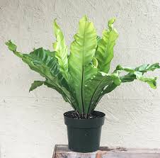 Bird's Nest 'Nidus' Fern