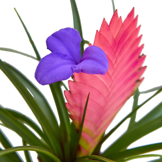 Close-up of Bromeliad Cyanea 'Pink Quill' with green leaves and a pink flower with purple bracts on a white background.