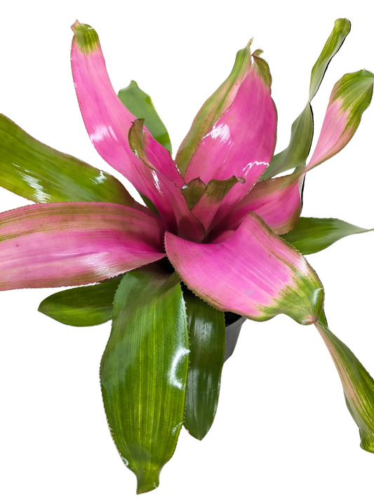 Pink and green bromeliad ‘Donna’ plant with large green and pink thick glossy leaves.