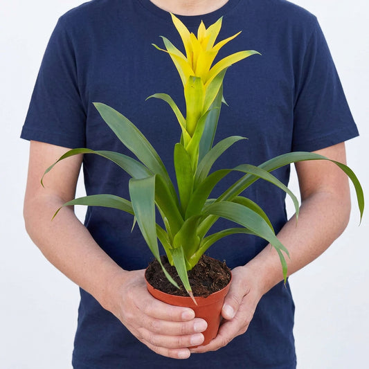 Leading wearing a blue shirt holding a potted bromeliad yellow indoor plant with long green leaves with a bright yellow flower growing in a brown pot with a white background.