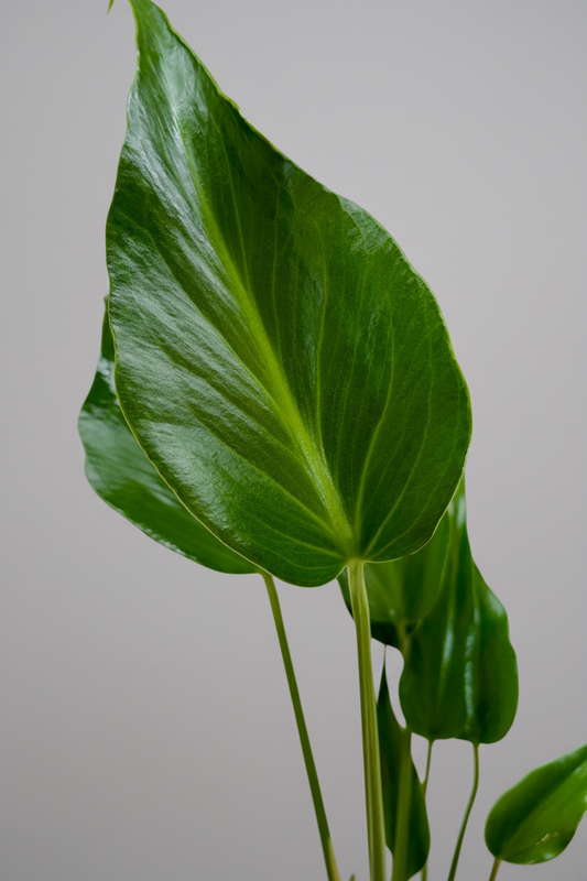 up close of a green leaf from a monstera burl marx flame with grey background