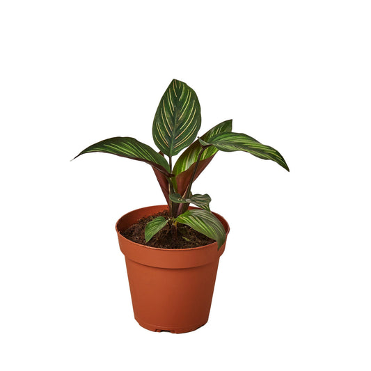 A calathea beauty star with green leaves with green stripes growing in a brown pot against a solid white background.