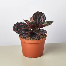 Calathea 'Dottie' - 6" Pot