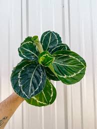 Calathea 'Green Goddess'