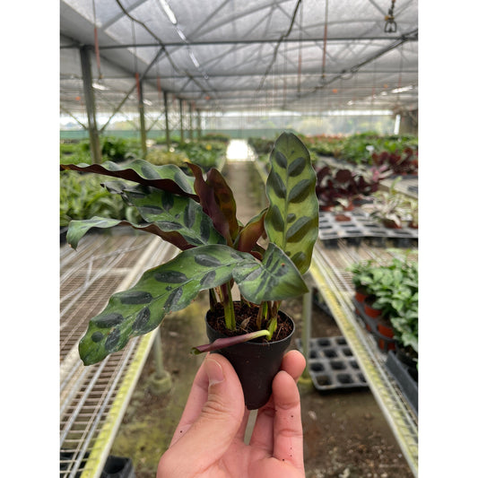 A hand holding a potted calathea lancifolia rattlesnake plant with small green leaves with black stripes in a small 2” black pot in a greenhouse setting with other plants in the background.