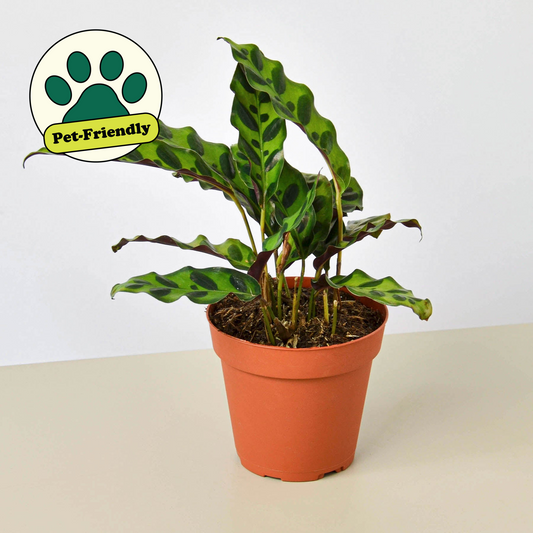 Calathea Lancifolia Rattlesnake