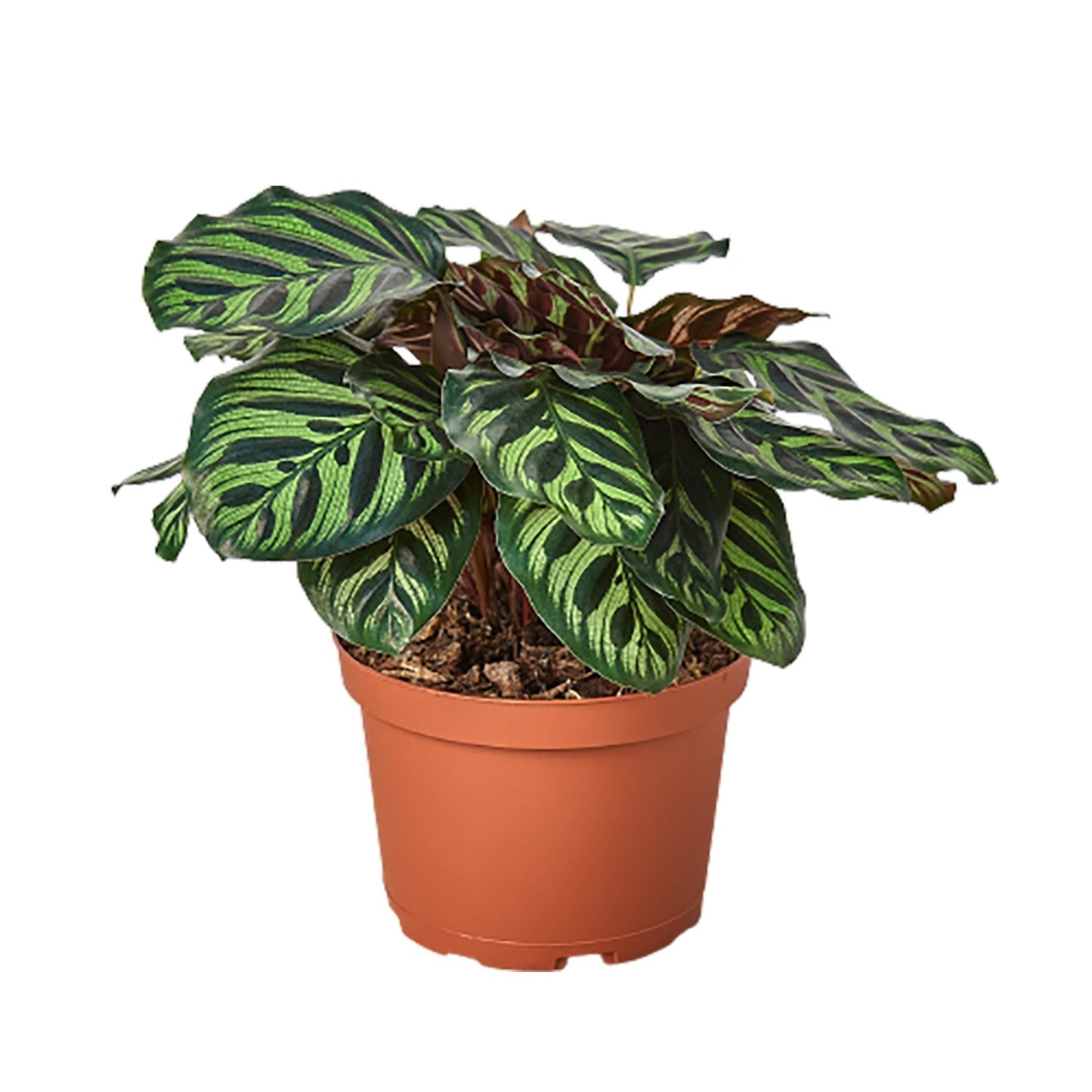 Calathea Makoyana — Peacock Plant