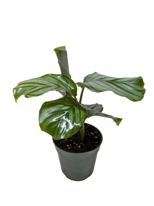 Calathea Orbifolia With green leaves with blackish stripes in a green pot against a solid white background.