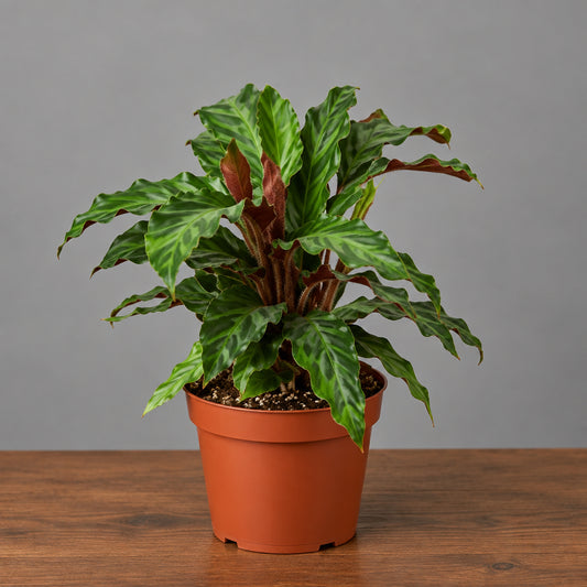 Potted Calathea rufibarba plant with green leaves on a brown surface and l gray background