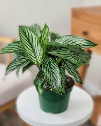 Calathea 'Vittata'