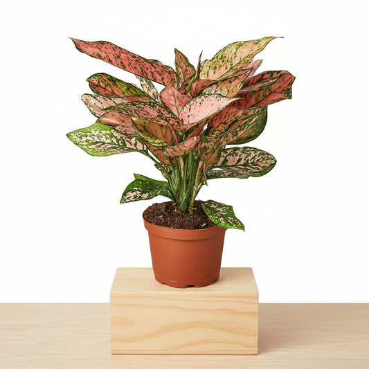 Potted plant with pink and green leaves on a white background sitting on a wood box sitting on a table