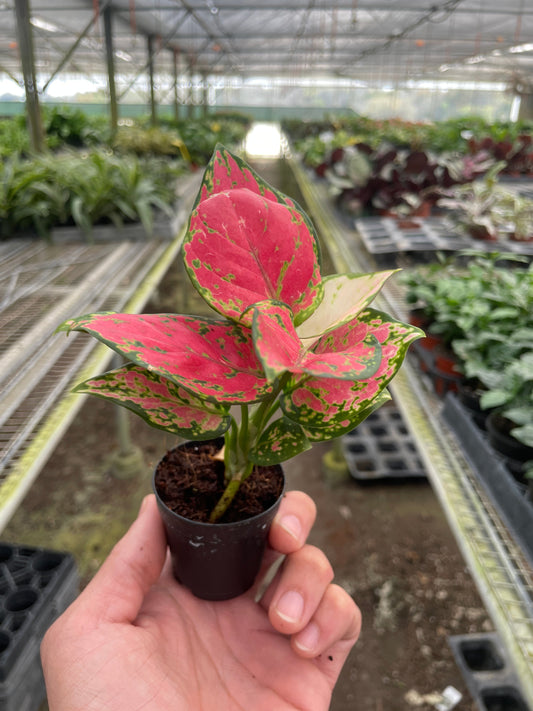 Small potted chinese evergreen lady valentine plant with small pink and green leaves in a small black pot held in a hand, greenhouse setting with plants in the background.