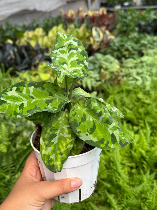 Hand holding a chinese evergreen picture color plant with green camouflage leaves in a small white pot in a greenhouse with other green plants in the background.