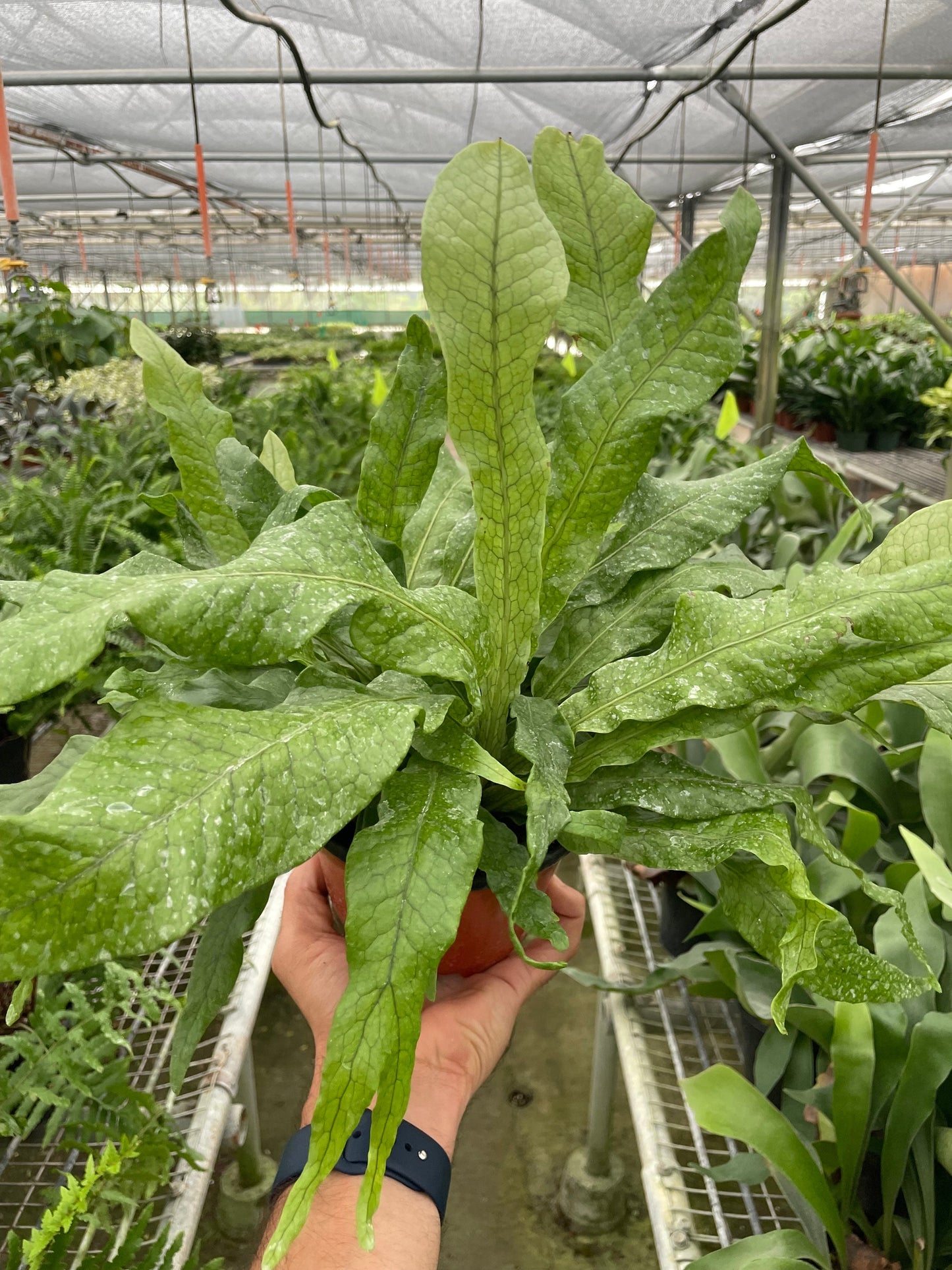 Crocodile Fern (Microsorum musifolium)