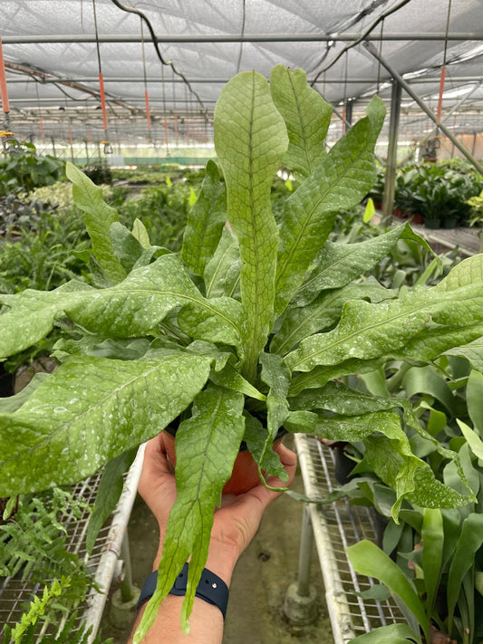 Hand holding a large crocodile fern indoor plant with large lobed textured glossy fronds in a brown nursery pot in a greenhouse setting.