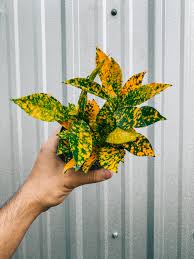 Croton 'Gold Dust'
