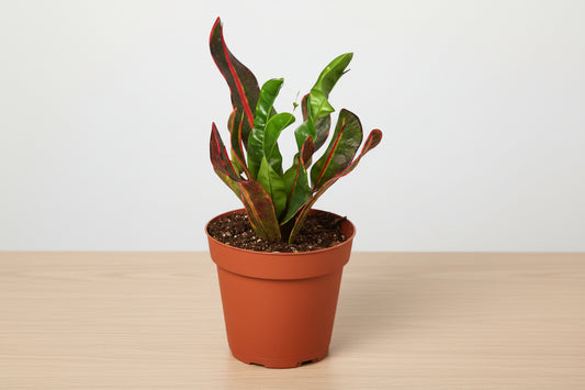Potted plant with red and green leaves on a white background