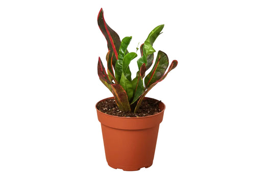 Potted croton mammy plant with red ,yellow, and green leaves growing in a brown pot on a white background.