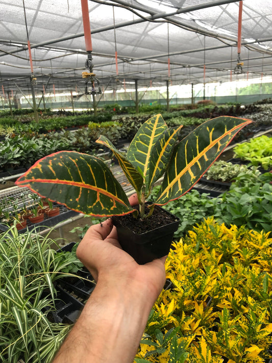 Hand holding a croton ‘Petra’ indoor plant with green, orange, red and yellow leaves in a small black pot greenhouse setting with plants behind it.