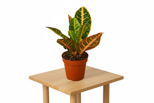 Croton Petra 'Joseph's Coat'