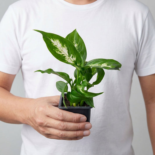 Person wearing a white shirt holding a small potted dieffenbachia Camille plant with white and green leaves in a small black pot with a white background.