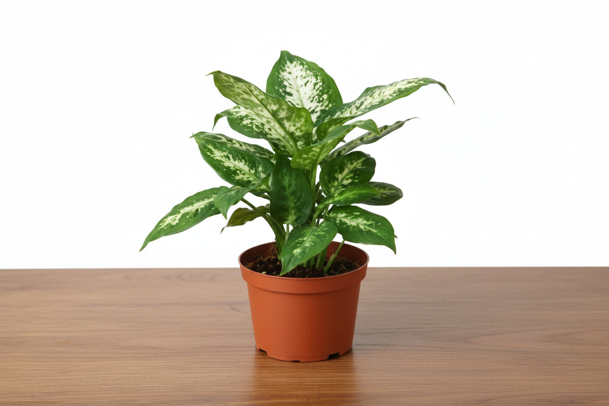 Potted plant with green leaves on a white background
