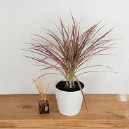 Dracaena 'Colorama'