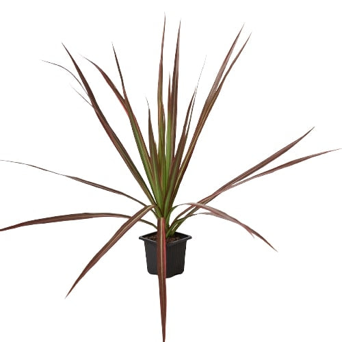 Potted dracaena colorama plant with long, slender multicolored leaves in a small black pot on a white background.