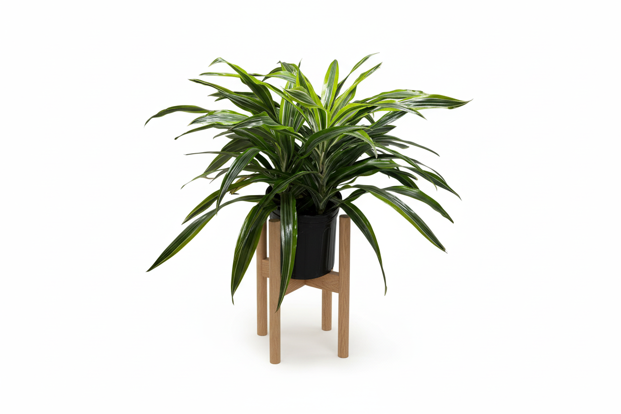 Dracaena 'Lemon Lime'