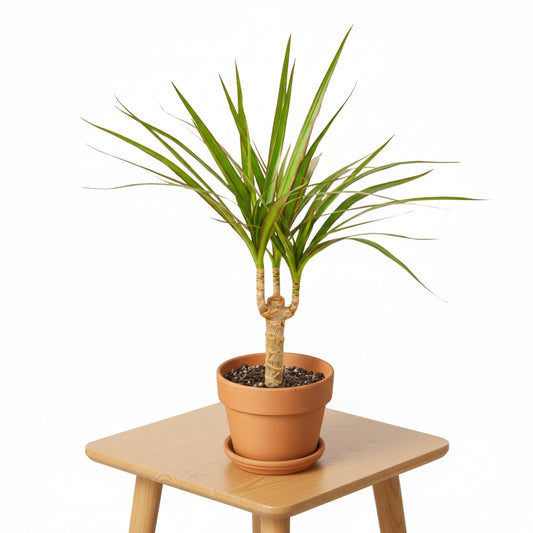 Dracaena Marginata Cane