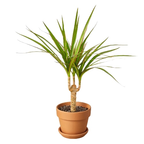 Potted dracaena marginata cans plant with long slender green leaves with red edges and a woody stem in a terracotta pot on a white background.