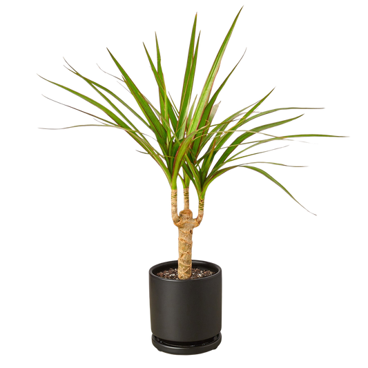 Dracaena Marginata Dragon Tree in a black cylinder eco pot with slender trunk and narrow green leaves edged in red